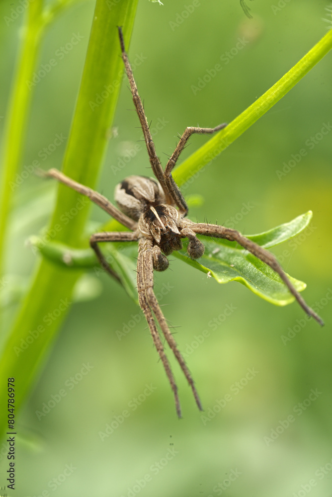 Nursery Web Spider (Pisaura mirabilis) Nursery Web Spider (Pisaura mirabilis)