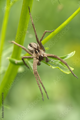 Nursery Web Spider (Pisaura mirabilis)