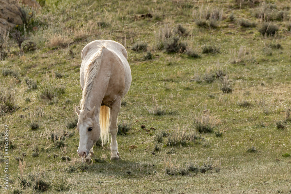 Obraz premium horse in the field