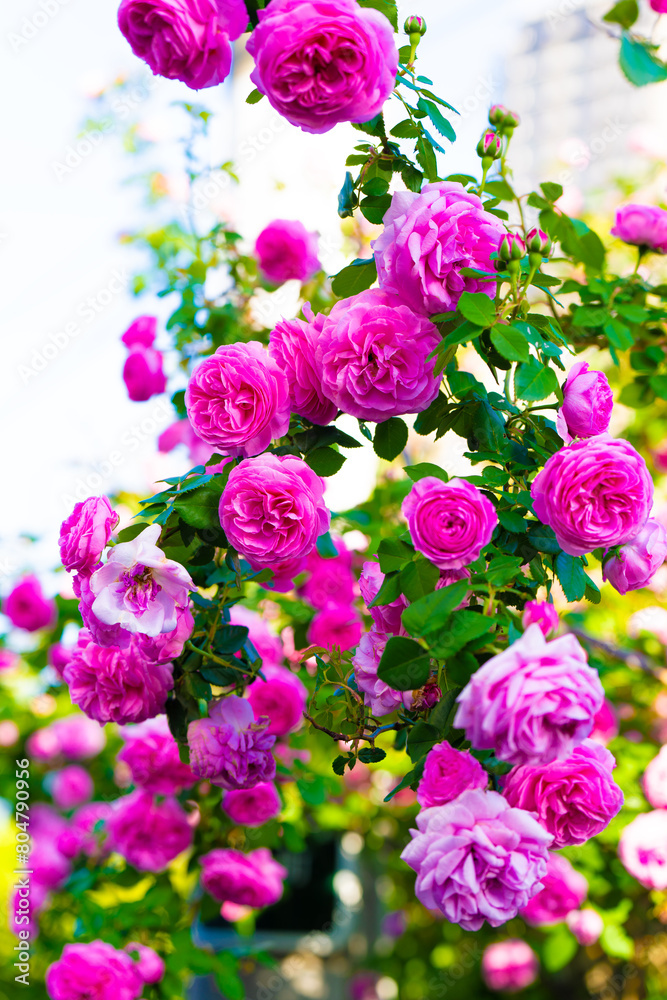 薔薇 薔薇