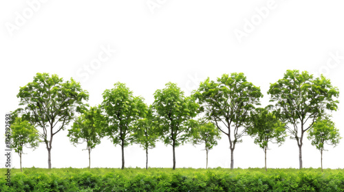 Green trees on white background  png 