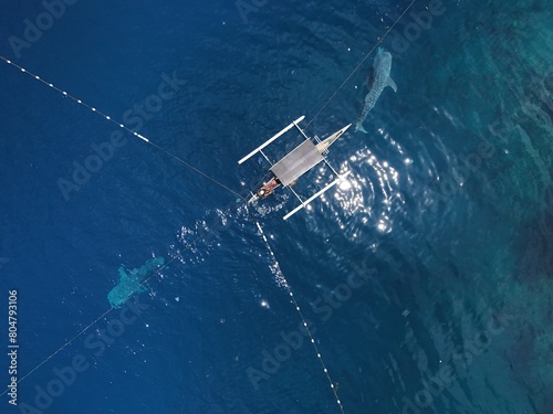 whale shark (Rhincodon typus) approaching a boat seen from a drone, Aerial view from the drone. photo