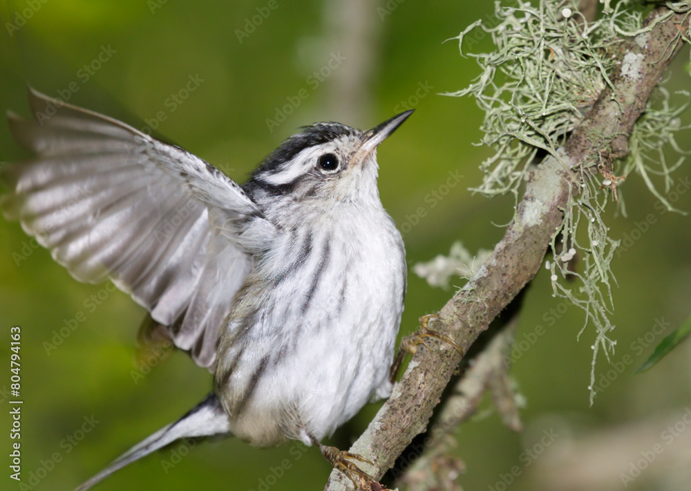 Black-and-white warbler (Mniotilta varia) with open wing during spring migration, Galveston, Texas, USA. Black-and-white warbler (Mniotilta varia) with open wing during spring migration, Galveston, Texas, USA.