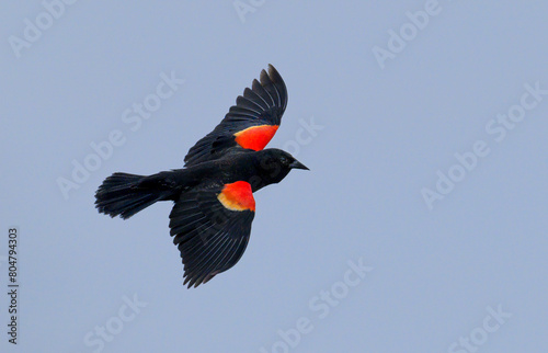 Male red-winged blackbird (Agelaius phoeniceus) flying in blue sky, Galveston, Texas, USA.