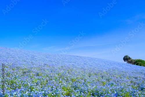 ネモフィラの丘と青空