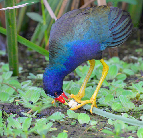 Purple gallinule (Porphyrio martinica) eating a plant tuber in a swamp, Brazos Bend State Park, Texas, USA.