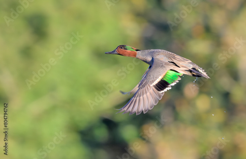 Green-winged teal (Anas crecca) drake flying against green trees, Galveston, Texas, US