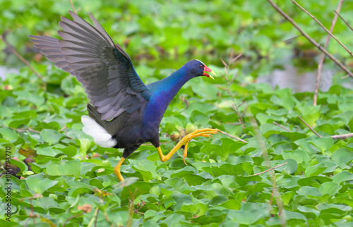 Purple gallinule (Porphyrio martinica) running with flapping wings throurg leaves of water hyacinth (Pontederia crassipes) on lake surface, Brazos Bend State Park, Texas, USA.