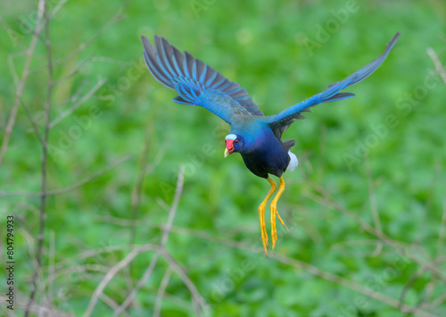 Purple gallinule (Porphyrio martinica) flying over lake, Brazos Bend State Park, Texas, USA.