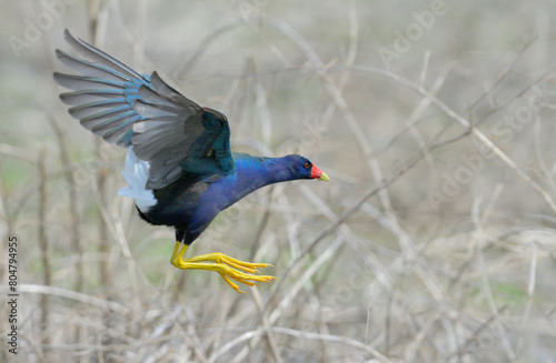 Purple gallinule (Porphyrio martinica) flying over lake, Brazos Bend State Park, Texas, USA.