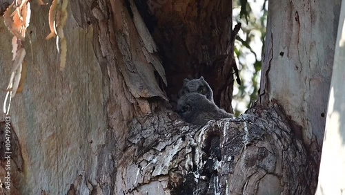 Great-horned baby owls aka owlets playing in their nest photo