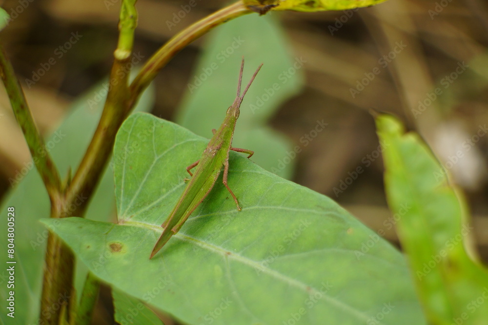 Close-up of grasshopper - Oxya chinensis Thunb Close-up of grasshopper - Oxya chinensis Thunb