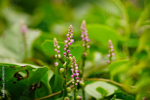 Close-up of Basella rubra flower © Nguyen Thi Nhu Quynh