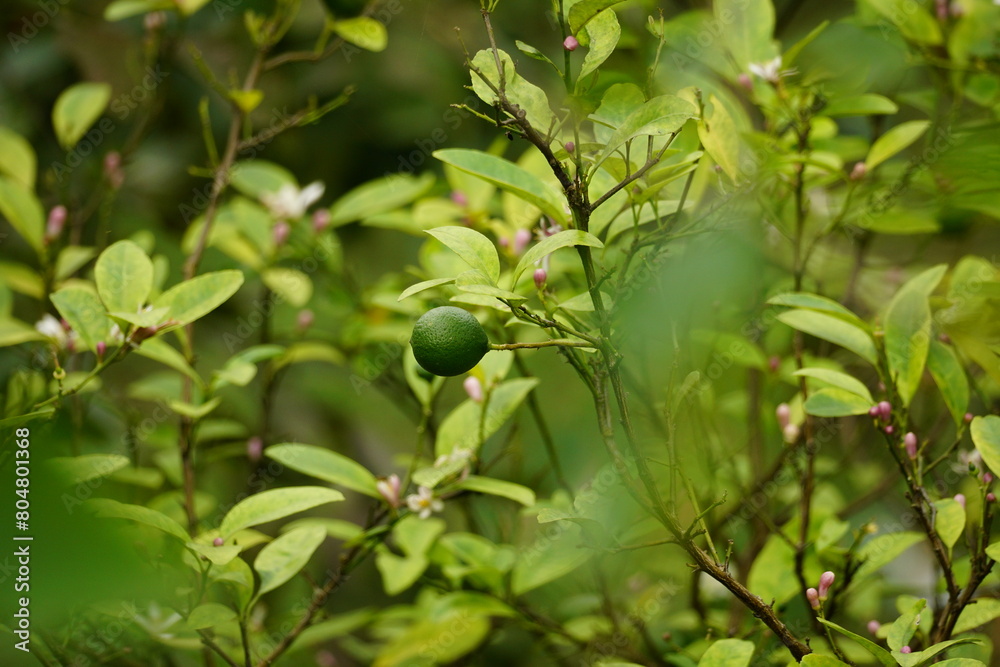 Close-up of Citrus × aurantiifolia fruit