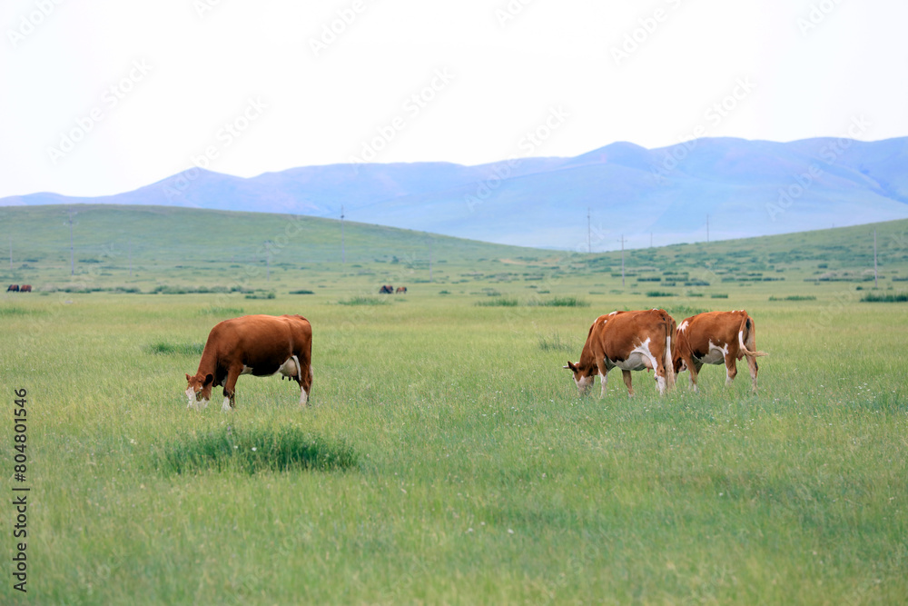 A herd of cattle on the prairie A herd of cattle on the prairie