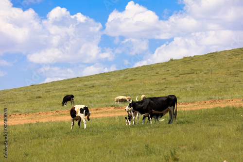 A herd of cattle on the prairie