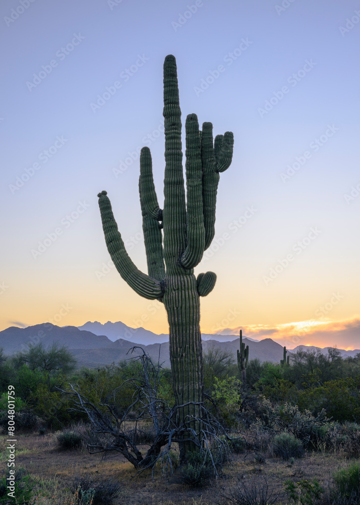 landscape photograph of a saguaro cactus with the Four Peaks mountains in the background. 