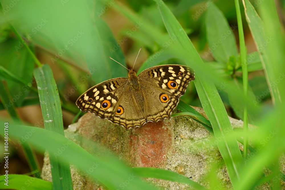 Fototapeta premium Close-up of butterfly