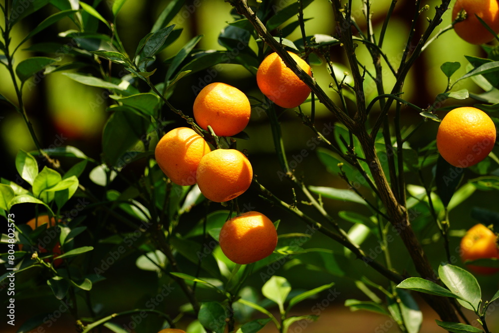 Close-up of Citrus × microcarpa fruit