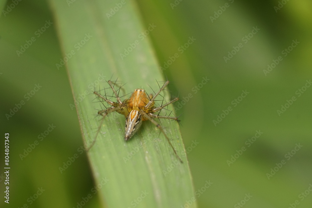 Close-up of spider on a leaf Close-up of spider on a leaf