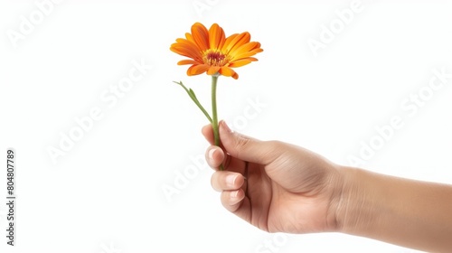 flower on hand isolated white background