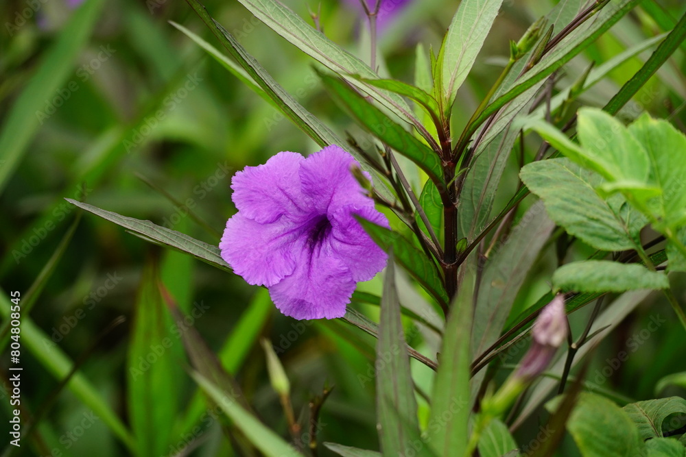 Close-up of Ruellia angustifolia flower Close-up of Ruellia angustifolia flower