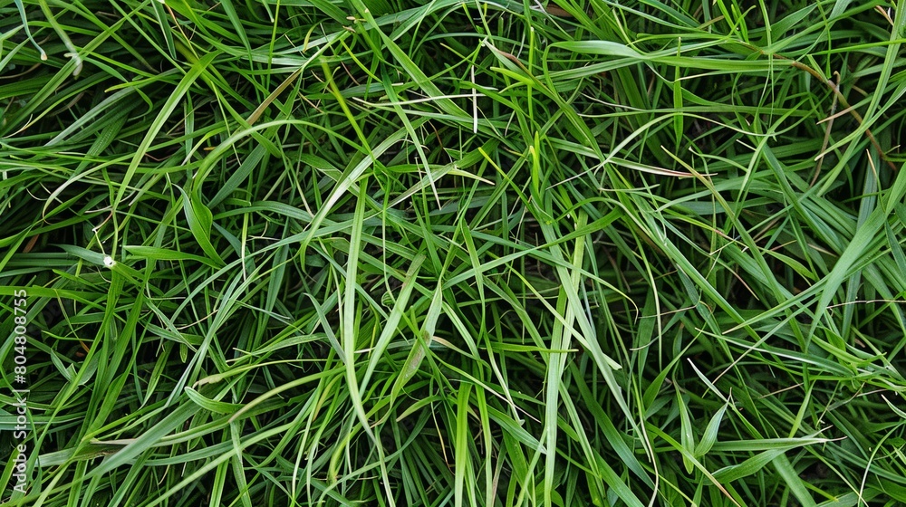 Green grass texture background. Natural green grass pattern, top view.