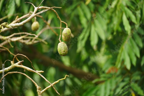 Close-up of Spondias mombin fruit on the tree photo