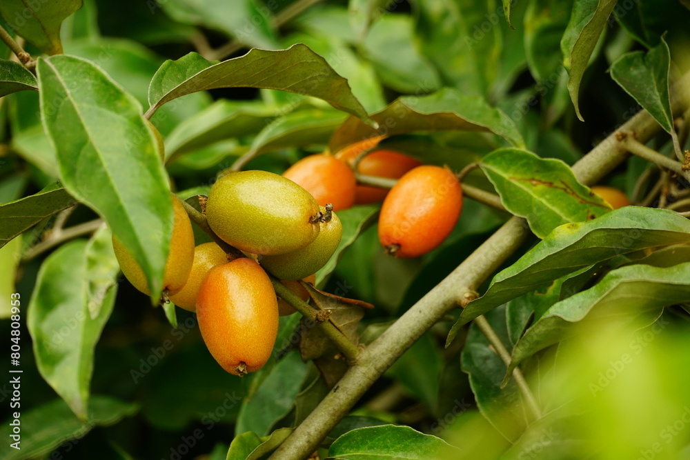 Close-up of Elaeagnus latifolia fruit on the tree