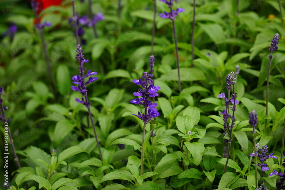 Close-up of purple Salvia divinorum flowers blooming Close-up of purple Salvia divinorum flowers blooming
