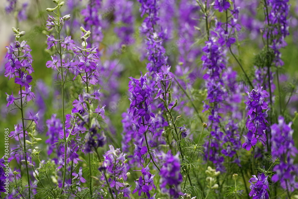 Naklejka premium Close-up of Scutellaria baicalensis flower
