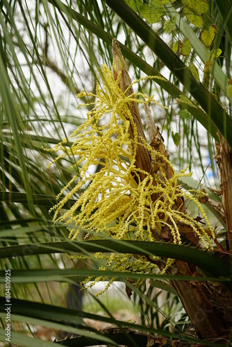 Close-up of blooming palm flowers