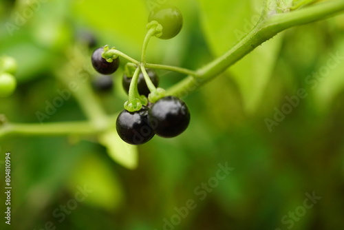 Close-up of Solanum nigrum fruit photo