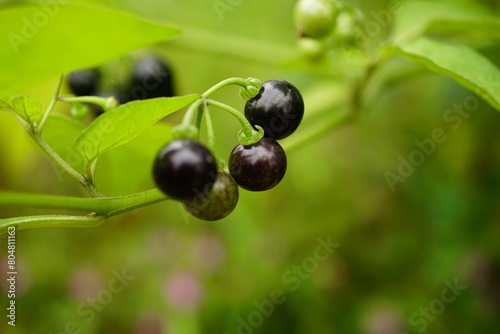 Close-up of Solanum nigrum fruit photo
