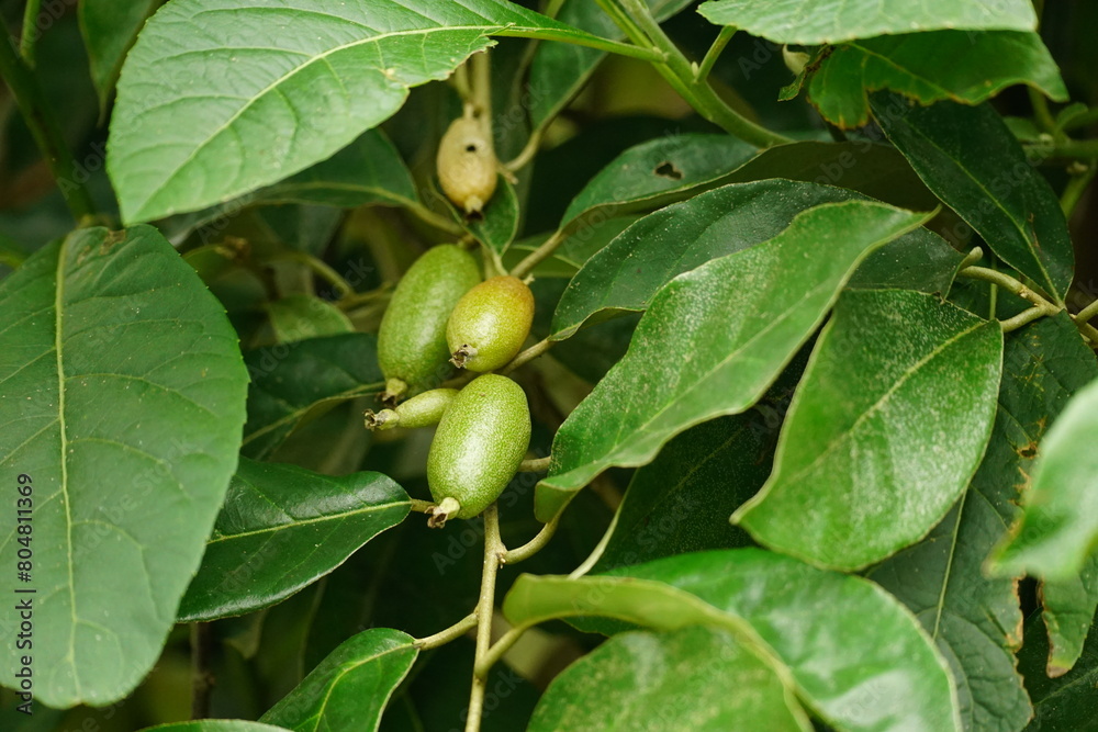 Close-up of Elaeagnus latifolia fruit on the tree Close-up of Elaeagnus latifolia fruit on the tree