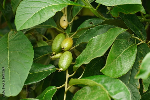 Close-up of Elaeagnus latifolia fruit on the tree photo