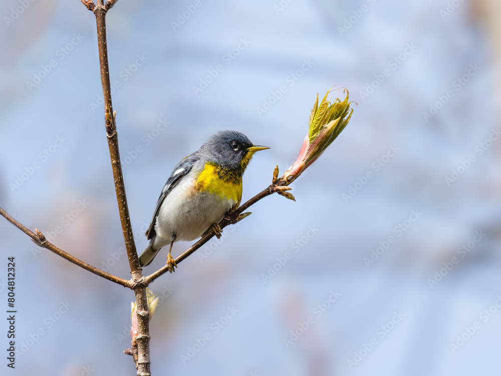 Naklejka premium Northern Parula Warbler on tree branch in Spring