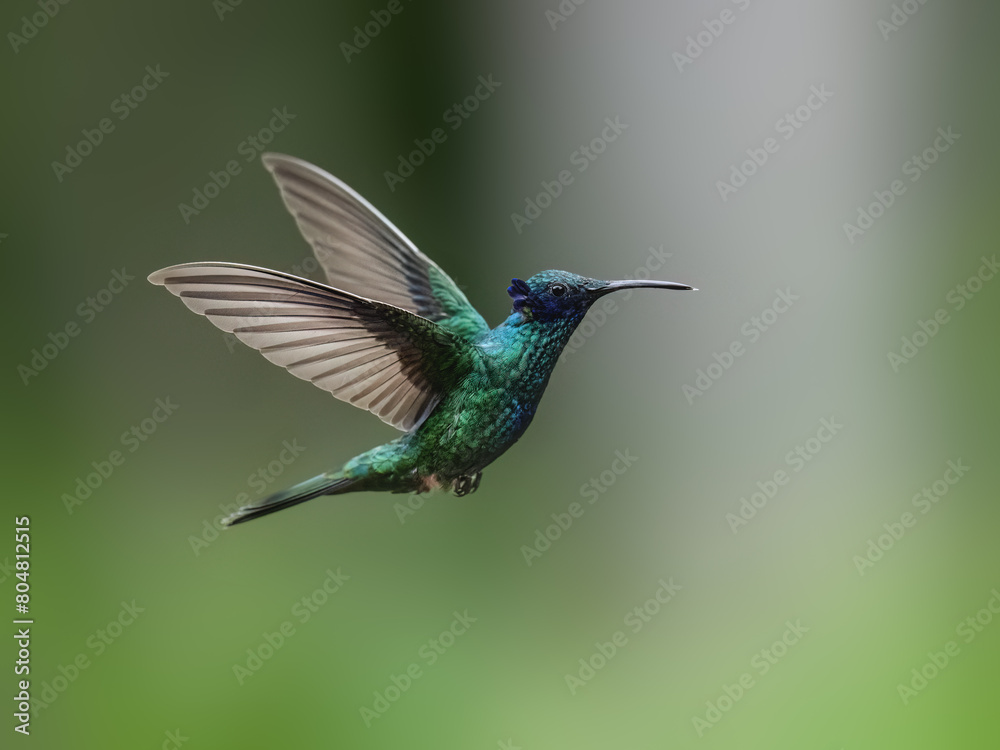 Obraz premium Sparkling Violetear Hummingbird in flight against green background