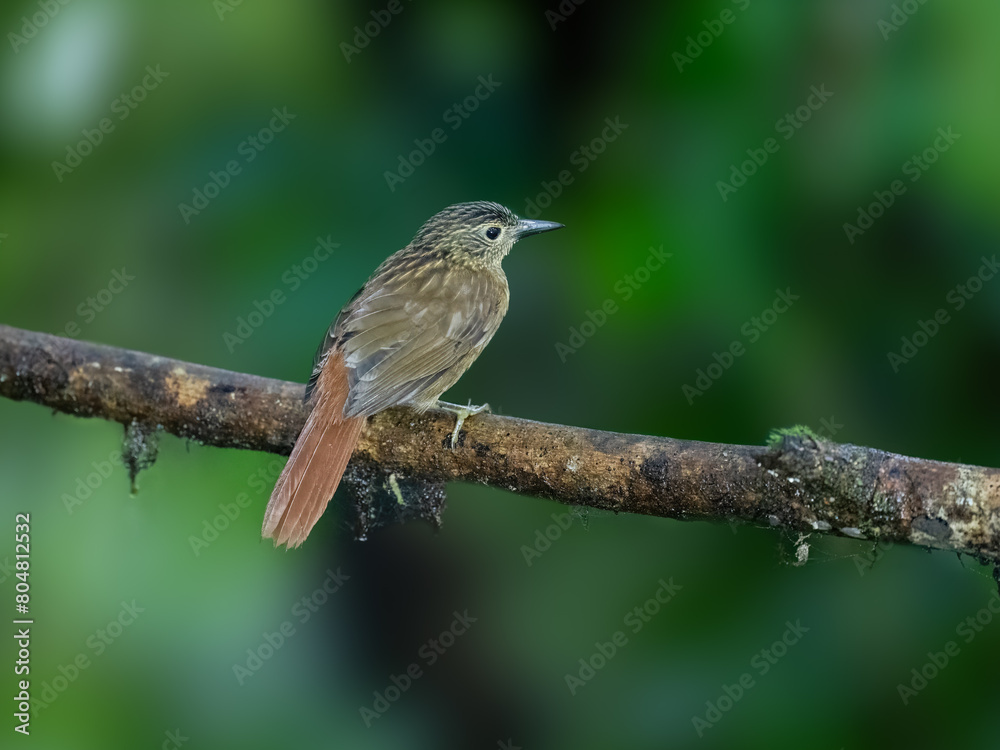 Black-billed Treehunter on mossy branch on green background Black-billed Treehunter on mossy branch on green background