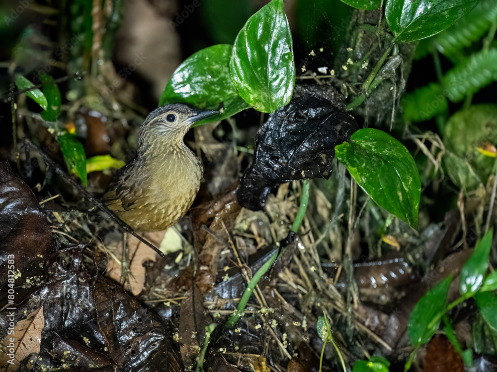 Black-billed Treehunter foraging on the ground Black-billed Treehunter foraging on the ground