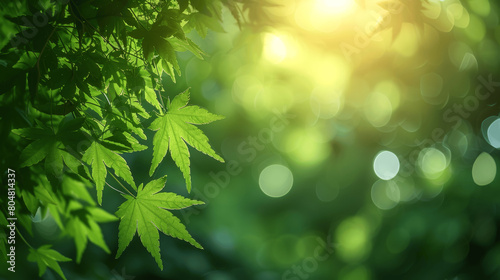 Refreshing Green Leaves of Japanese Maple in Spring Forest photo