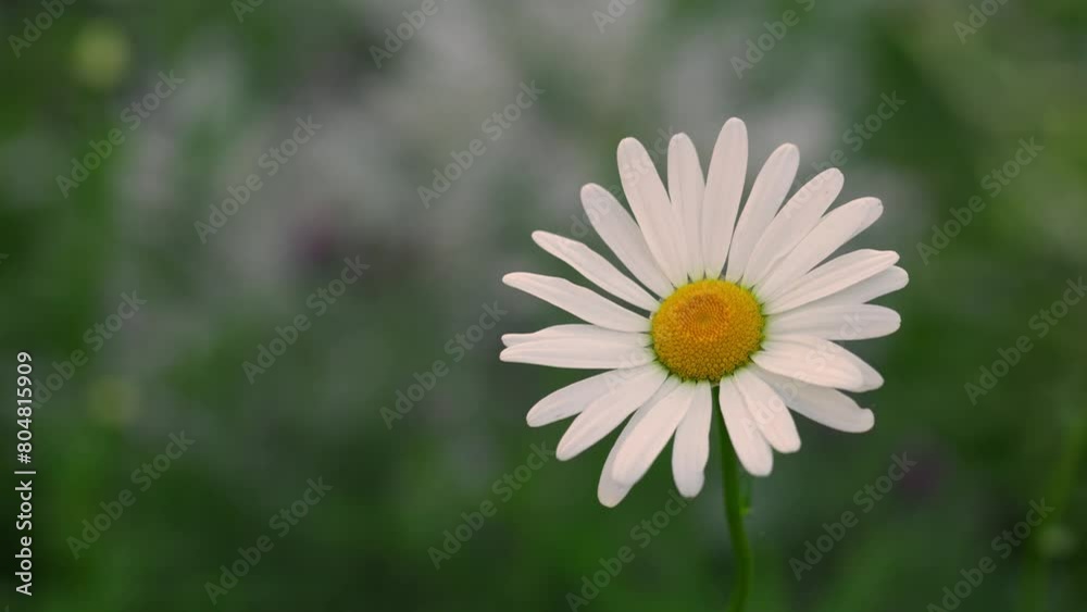 Tokyo, Japan - May 4, 2024: Closeup of Leucanthemum flowers or ox-eye daisy Tokyo, Japan - May 4, 2024: Closeup of Leucanthemum flowers or ox-eye daisy