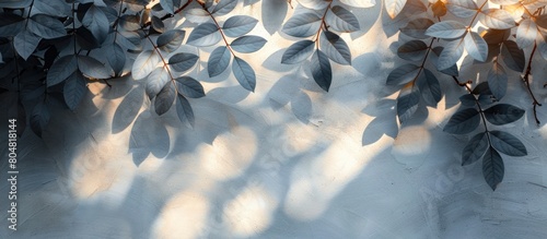 Gray shadows of wild leaves on white wall photo