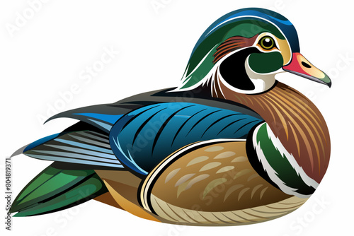 wood duck vector illustration