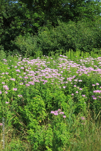 wildflowers in the forest