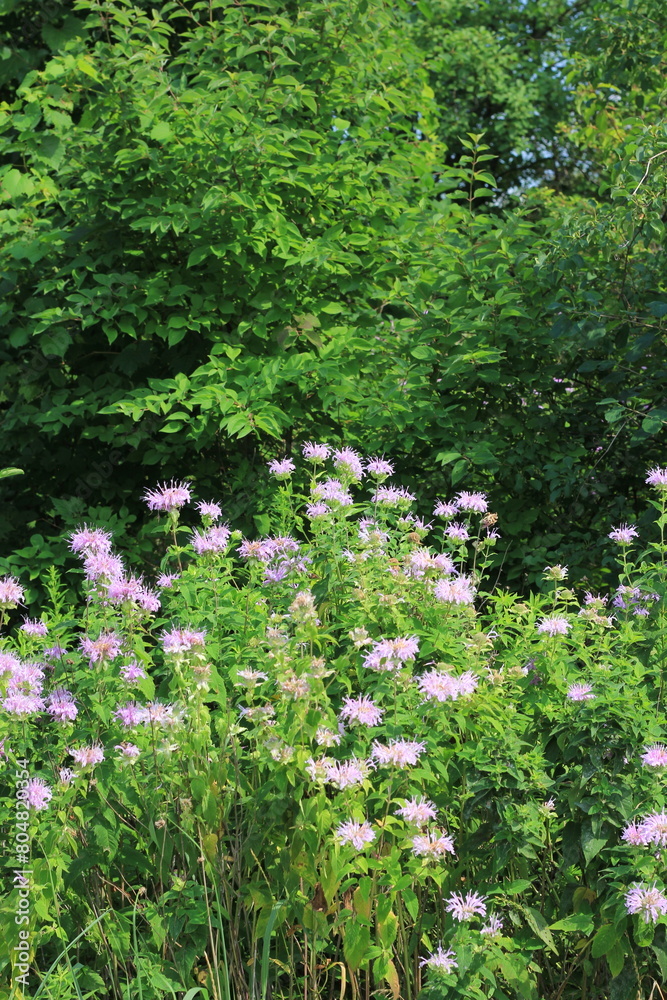 Fototapeta premium wildflowers in the forest