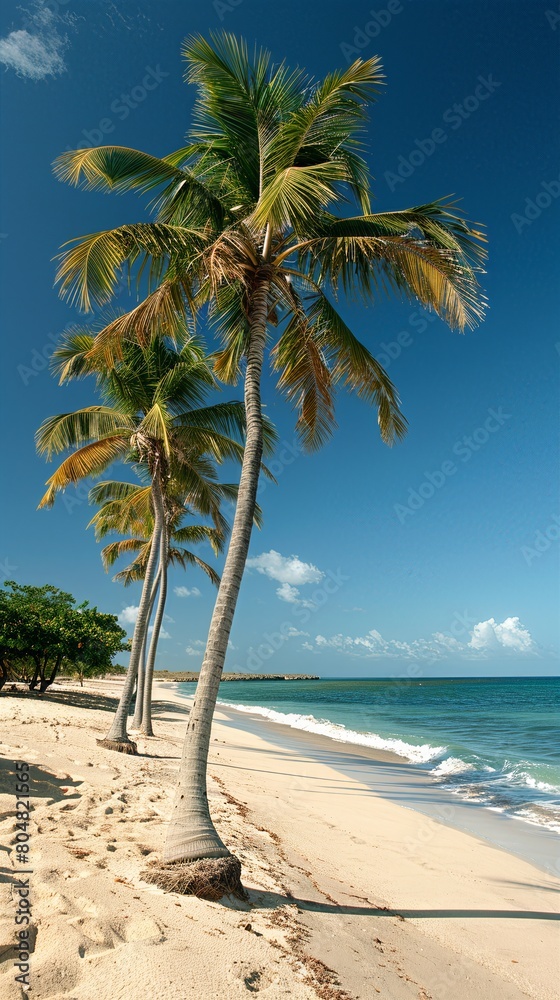 Tropical beach paradise with tall palm trees on white sandy beach against a clear blue sky