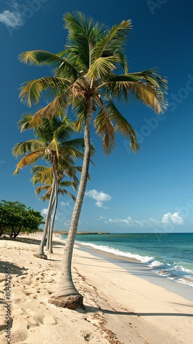 Tropical beach paradise with tall palm trees on white sandy beach against a clear blue sky