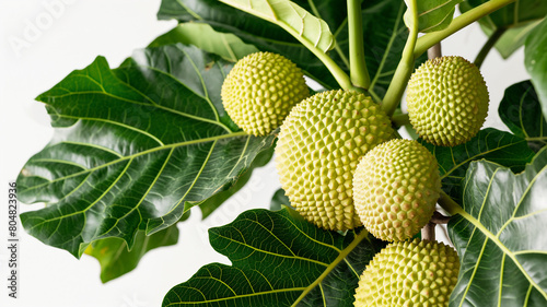 Fresh breadfruit on a branch surrounded by lush green leaves  showcasing its distinctive textured skin against a white background.