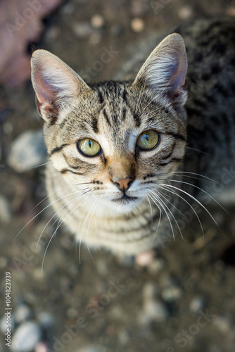 retrato de gato bonito mirando hacia arriba